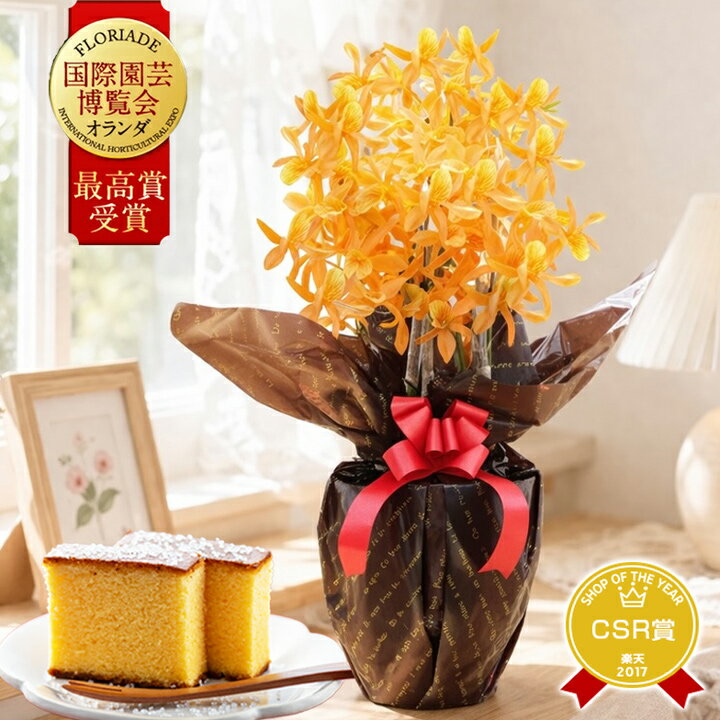 まごころデンドロビューム｜母の日に黄金の洋ランで感動ギフト 金賞受賞