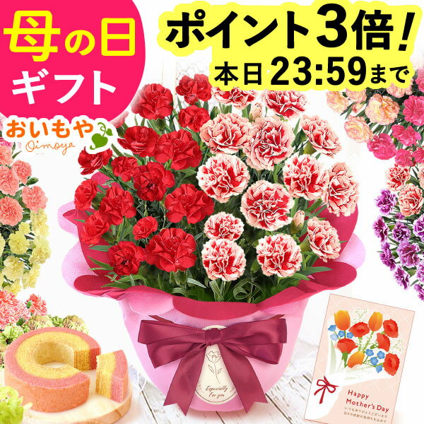 母の日カーネーション鉢植え＋スイーツで喜ばれるギフト 送料無料・人気店