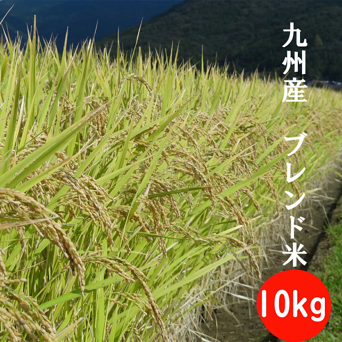 九州産ブレンド つきたて米10kg｜送料無料で家計に優しいコスパ米